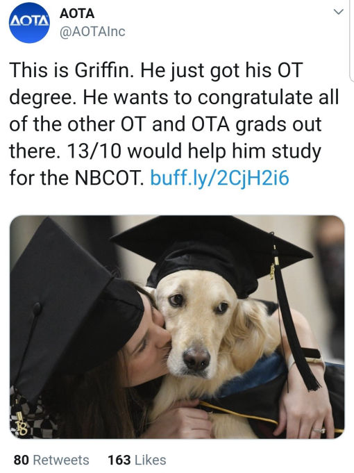 Griffin the service dog